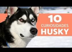 Enlace a Curiosidades de los husky siberiano