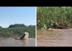 Enlace a La gran pelea entre un jaguar y un caimán metidos en el agua