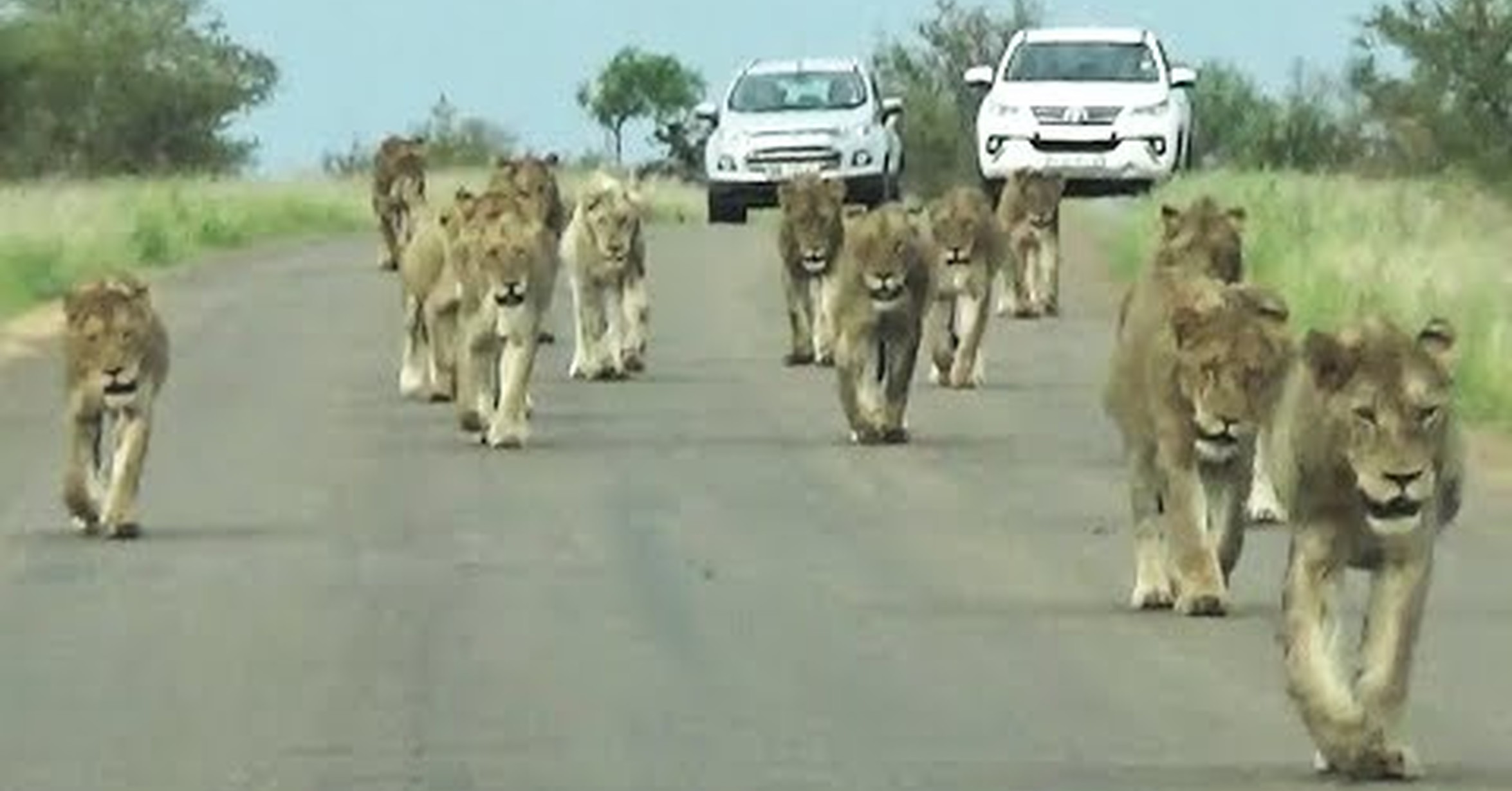 No tengo tele! / La gran manada de leones desfilando en plena carretera