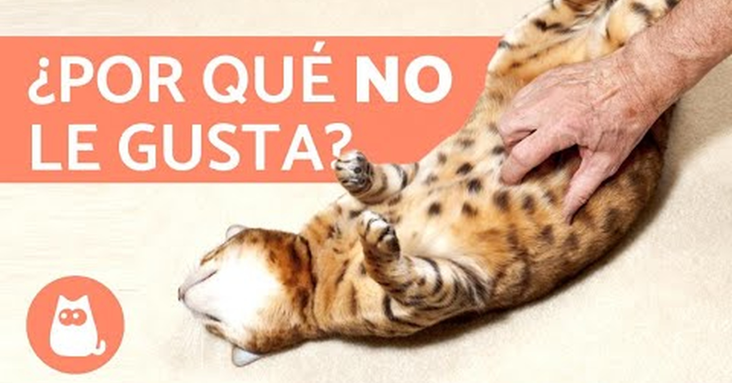 Cat slap. Приключения банана. Cats don t like. Cats don t like. Cat doesn't like bath.