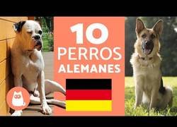 Enlace a Razas de perros alemanes