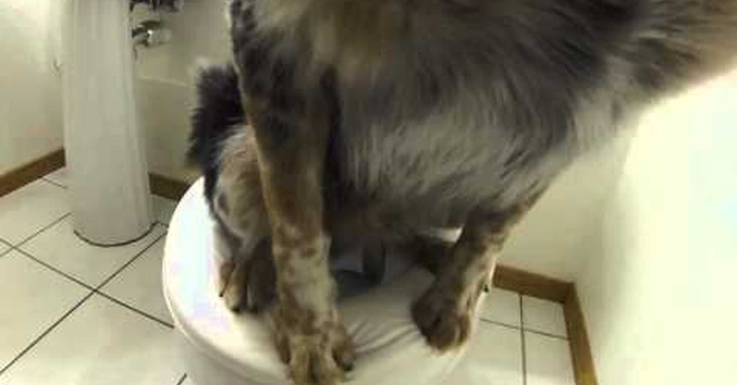 Кошка туалет кровь. Собаки на унитазе дог. Кошка провалилась в туалет.