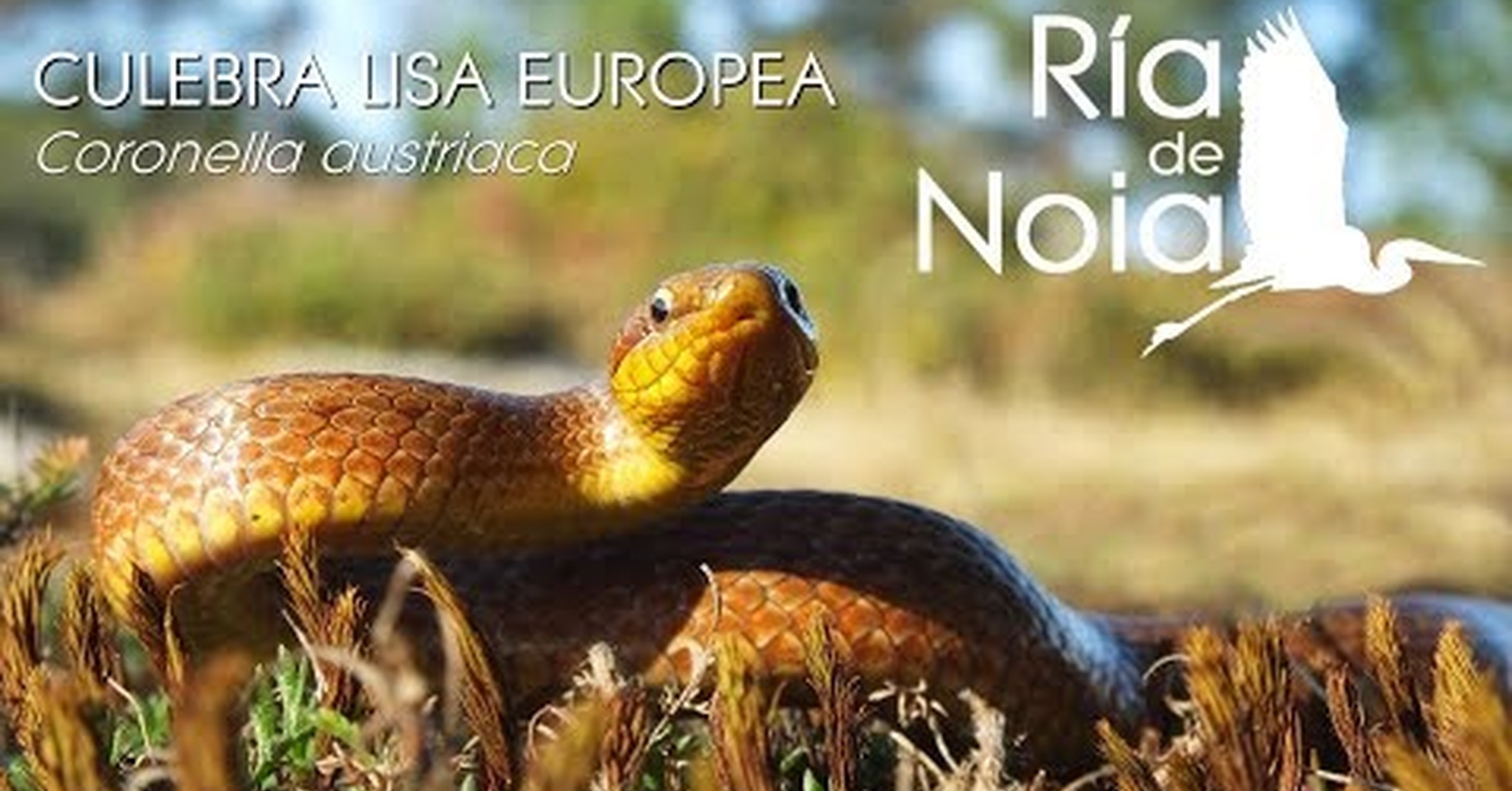 Cuanto Cobra Un Patologo En España