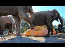 Enlace a Elefanes del zoo de Oregón se lo pasan en grande aplastando calabazas para celebrar Halloween
