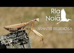 Enlace a Mantis religiosa, una diosa de nuestra fauna.
