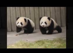 Enlace a Amazing Funny Pandas compilation
