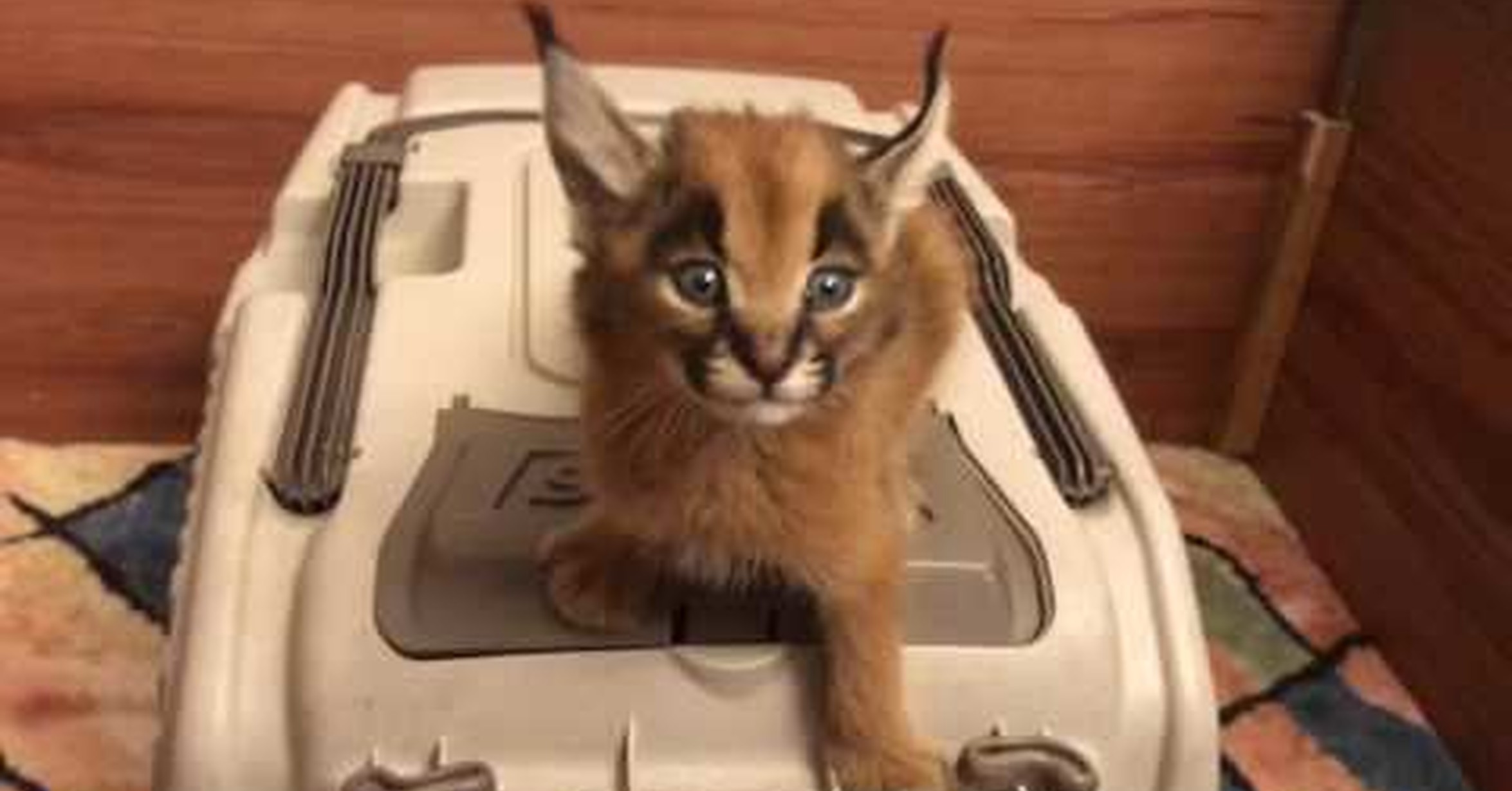 Es Legal Tener Un Gato Caracal En España