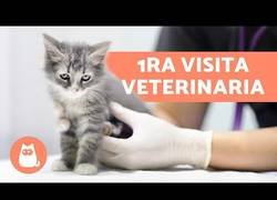 Enlace a ¿Cuándo llevar al gato al veterinario?