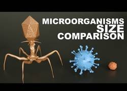 Enlace a La comparación de tamaños de microorganismos de 0.03 micras a 1 milímetro