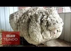 Enlace a Esquilan una oveja que acumuló unos 40 kilos de lana
