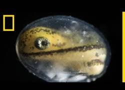 Enlace a Así es el crecimiento de una salamandra desde el segundo 0 de la fecundación