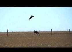 Enlace a Graban en Australia el raro ataque de un águila a un canguro adulto