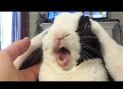 Enlace a La divertida reacción de este conejo cuando le dicen que es adoptado