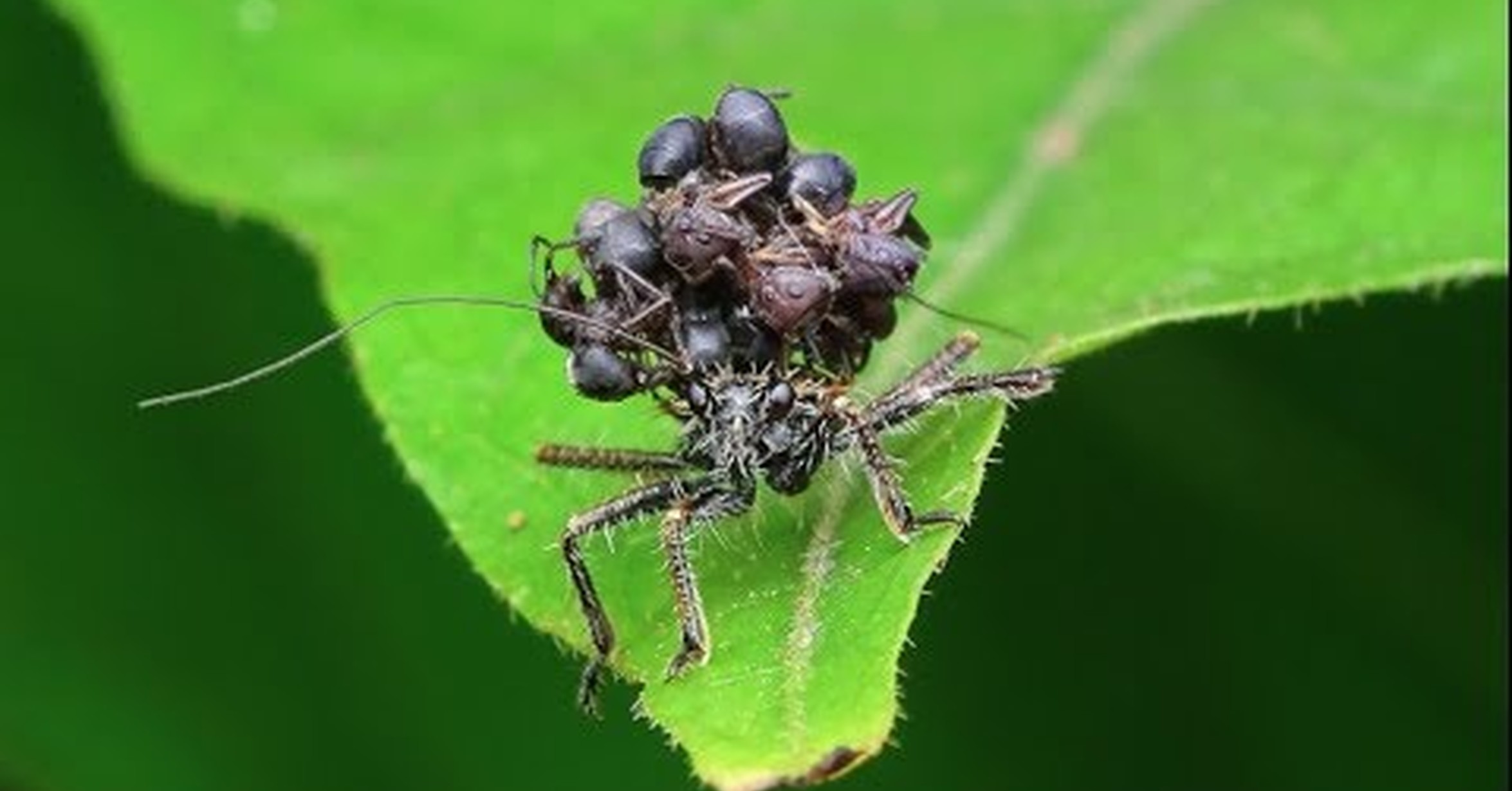 ¡No tengo tele! / Defensas de