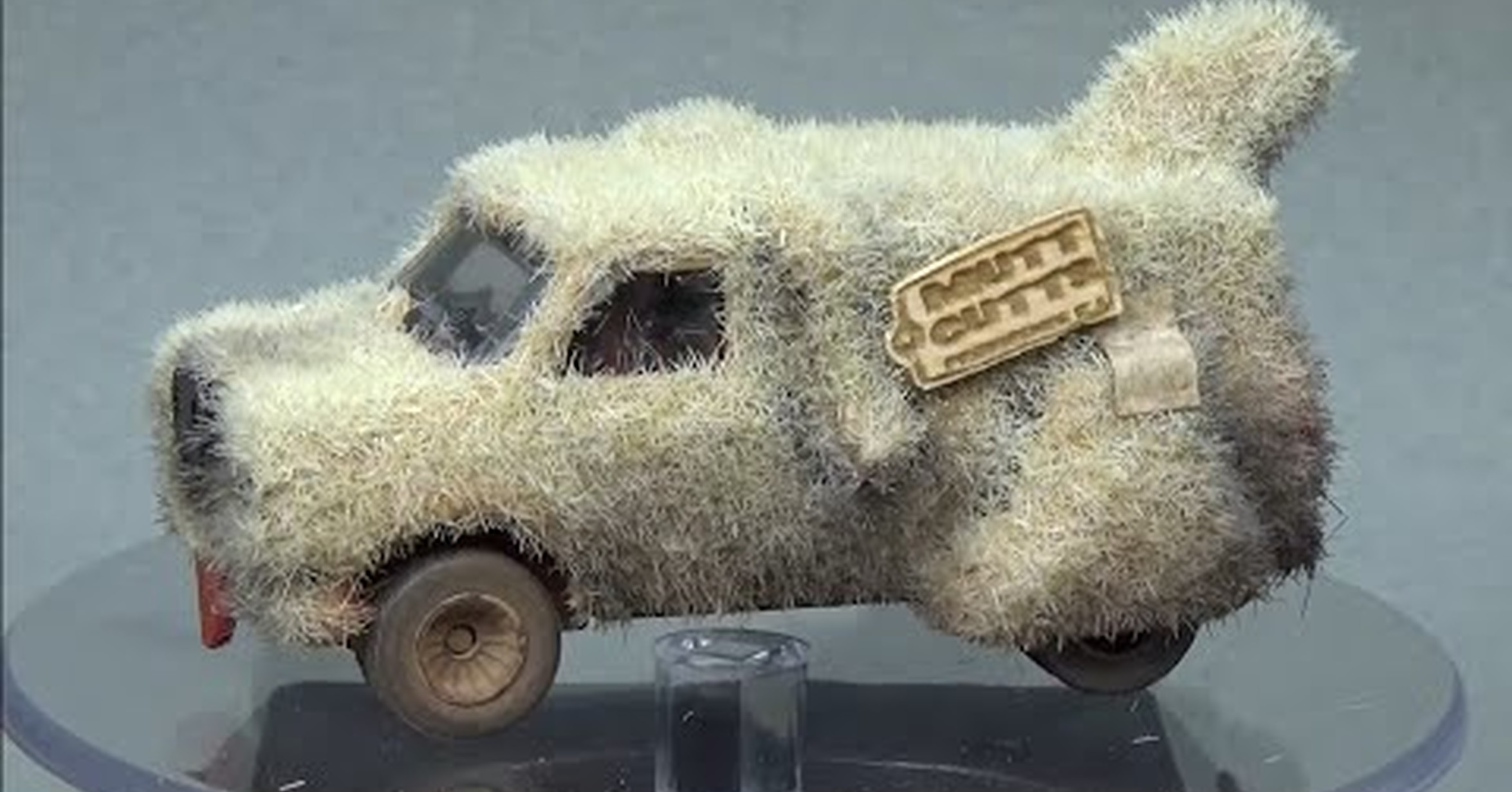 Собакомобиль тупой и еще тупее