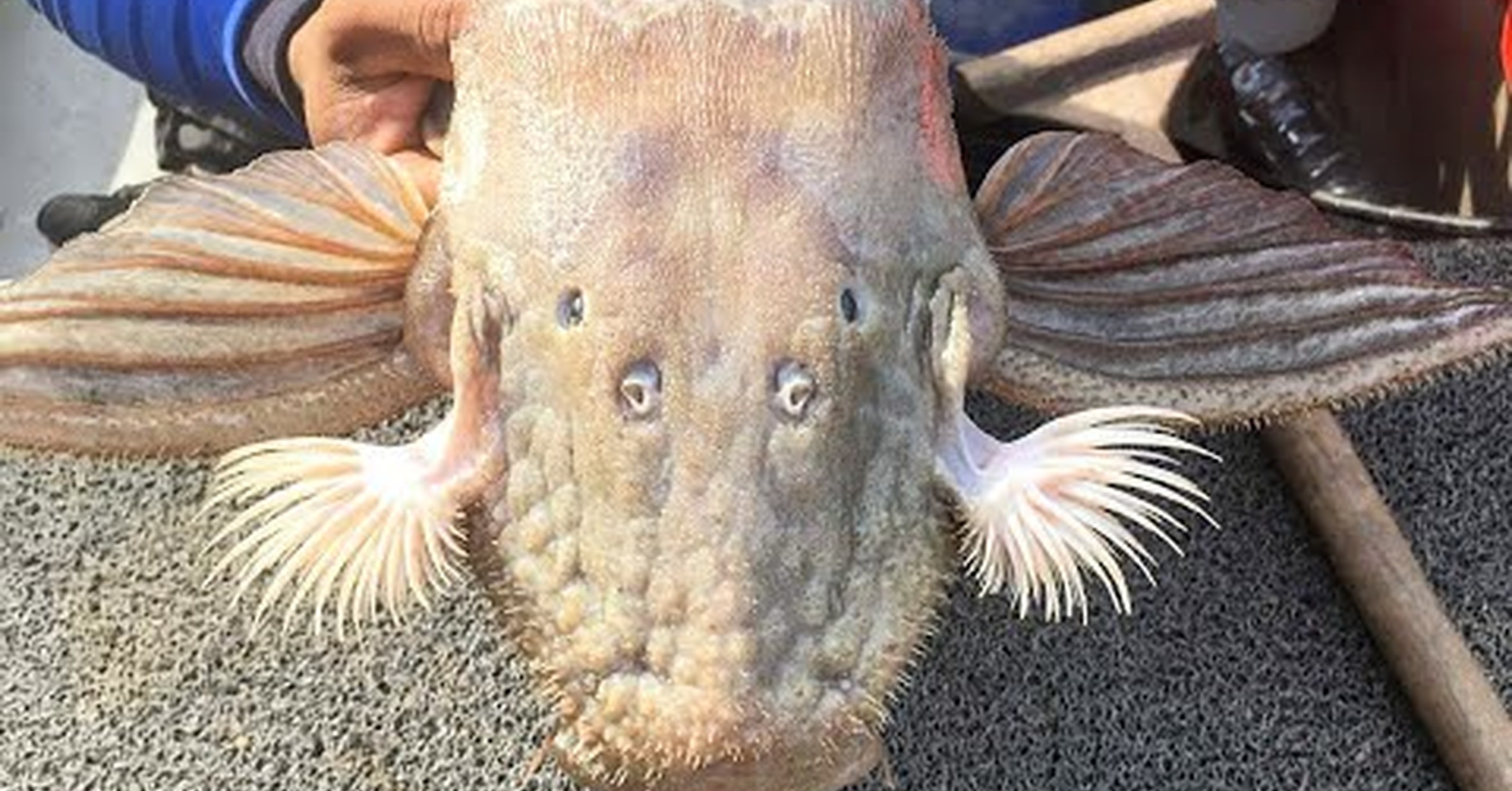 ¡No tengo tele! / Este tipo ha pescado el pez más raro que se haya visto alguna vez ¡No tengo tele! / Este tipo ha pescado el pez más raro que se haya visto alguna vez