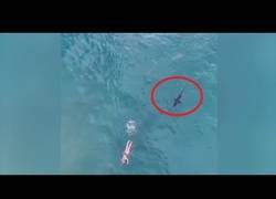 Enlace a El dramático momento en el que un tiburón persigue a un nadador en pleno mar