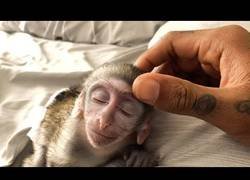 Enlace a Este bebé de mono disfruta como nunca de este gran masaje
