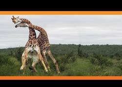 Enlace a La feroz pelea de dos jirafas