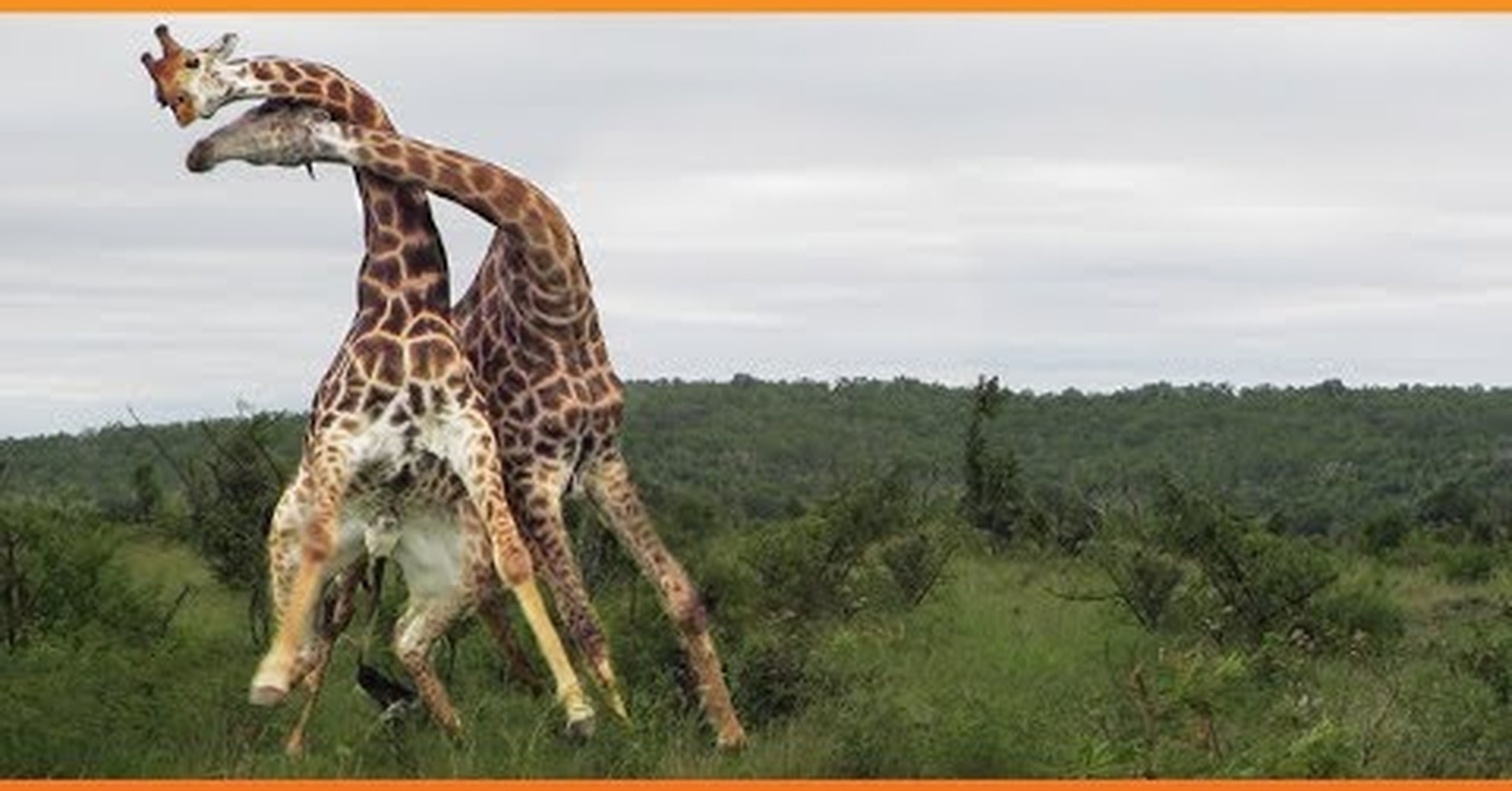 Как дерутся жирафы. Поединок жирафов. Драка жирафов. Жираф. Жираф торникрофта.
