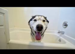 Enlace a ¿Cómo es bañar a un husky?