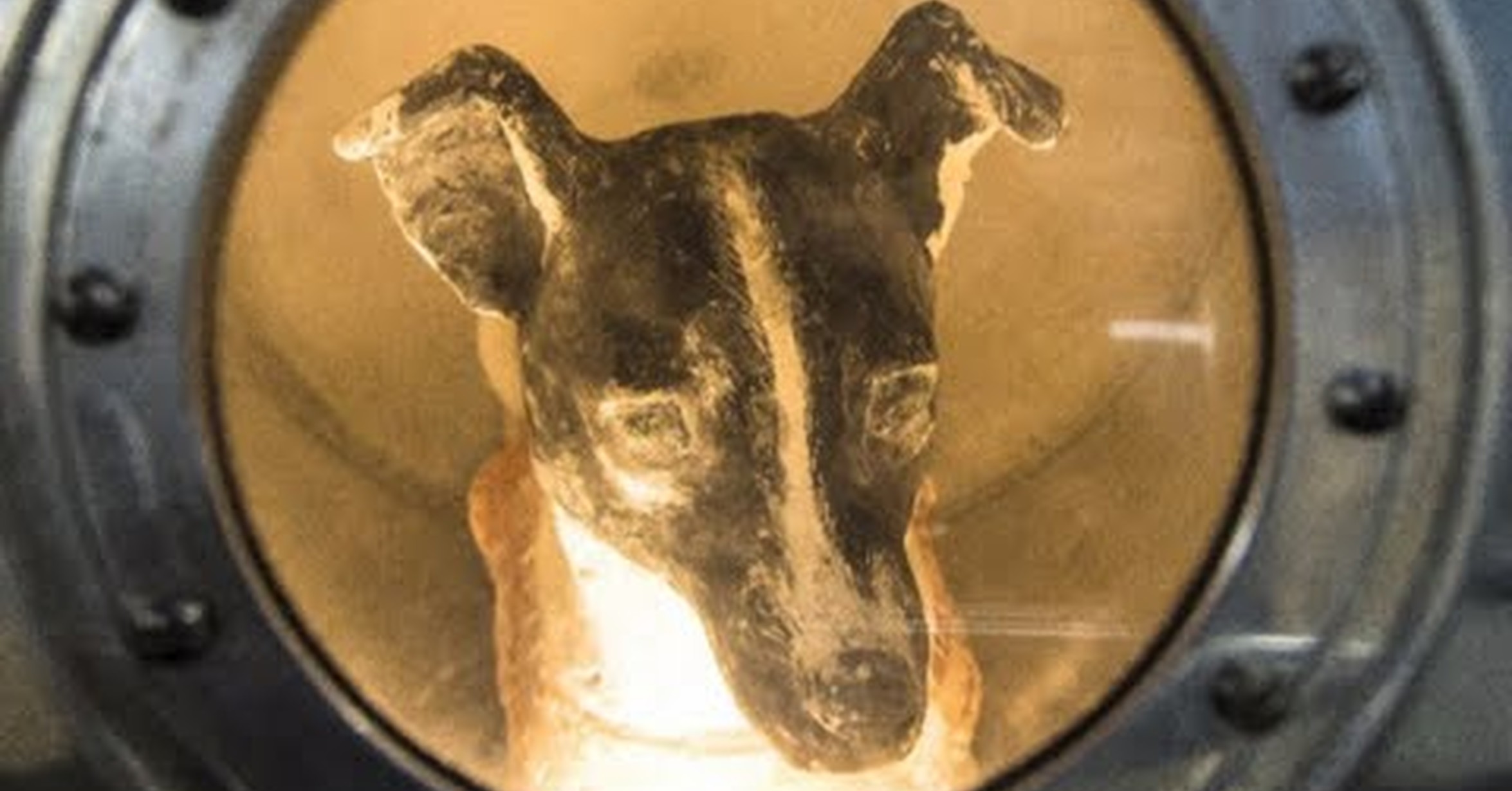 ¡No tengo tele! / ¿Qué ocurrió con Laika en el espacio?