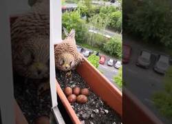 Enlace a Un halcón hembra tiene su nido en una caja de flores