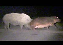Enlace a Hipopótamo provoca a un rinoceronte pasivo hasta que consigue cabrearle