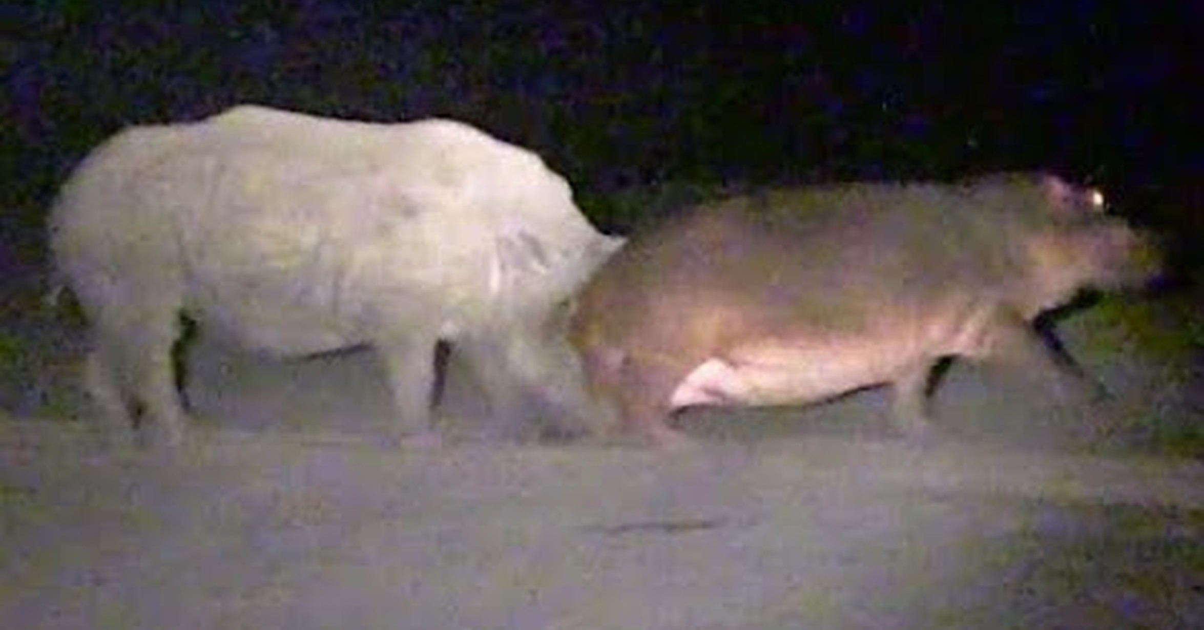 The baby hippo is learning to run. Любопытнный Бегемот скоро в яму упадёт.