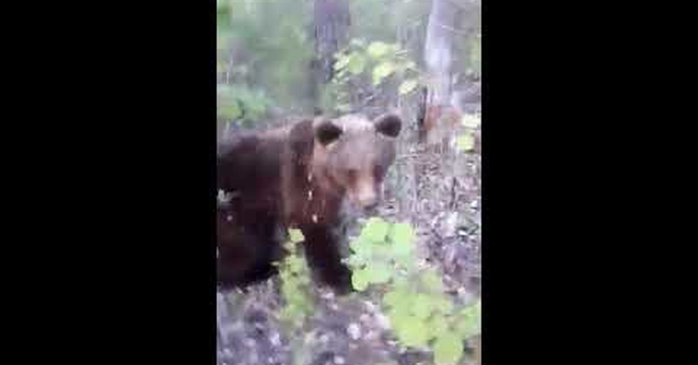 Медведь Загрыз Мужчину Фото