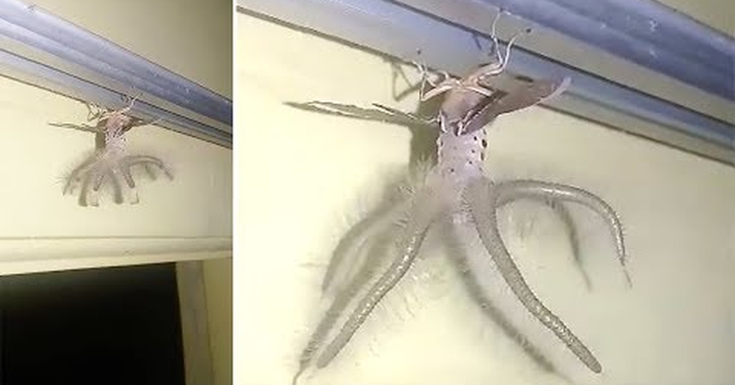 Ящерицы бегающие по стенам и потолку. Страшный паук на потолке. Огромный паук на потолке.