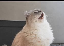 Enlace a Toby the Cat also reacts on the Dutch word vogels (birds)