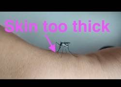 Enlace a El mosquito más inútil del mundo