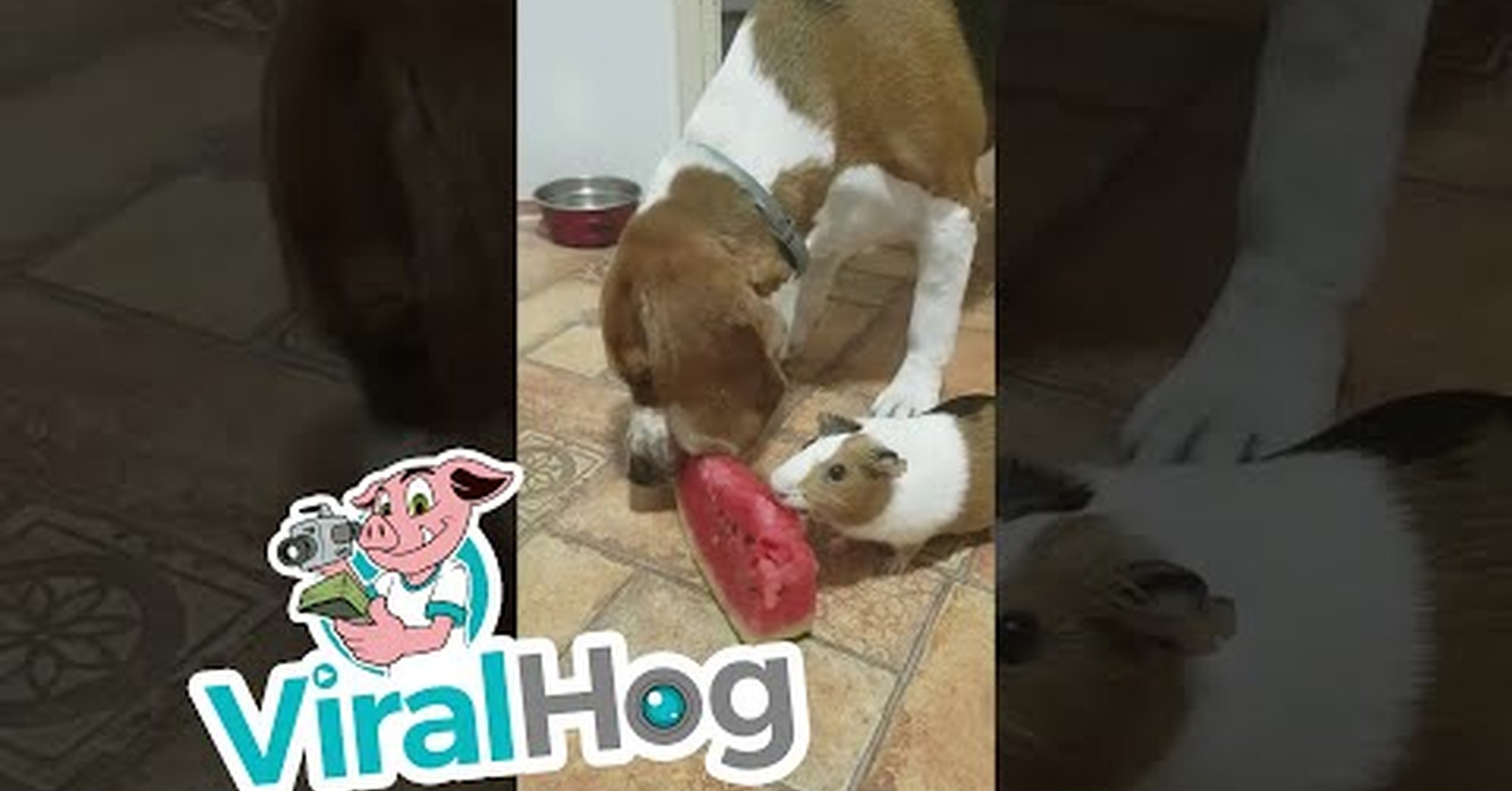 Perro Con Sandia En La Cabeza