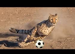 Enlace a Jugando al fútbol con leopardos