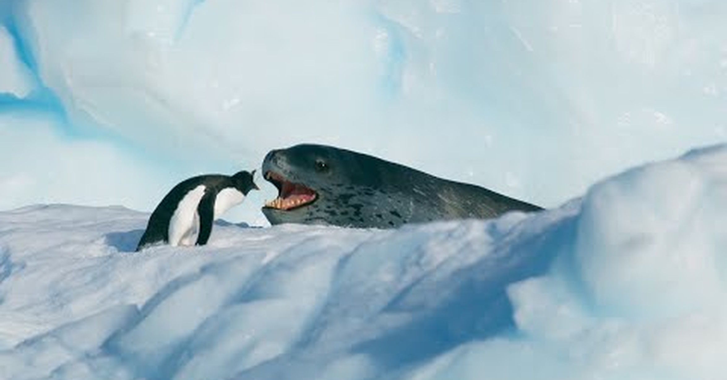 ¡No tengo tele! / La persecución de una foca leopardo para comerse a un