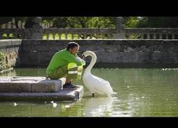 Enlace a La increíble amistad entre un cisne y su cuidador