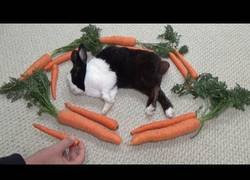 Enlace a ¿Cómo reaccionará un conejo al ser despertado rodeado de zanahorias?