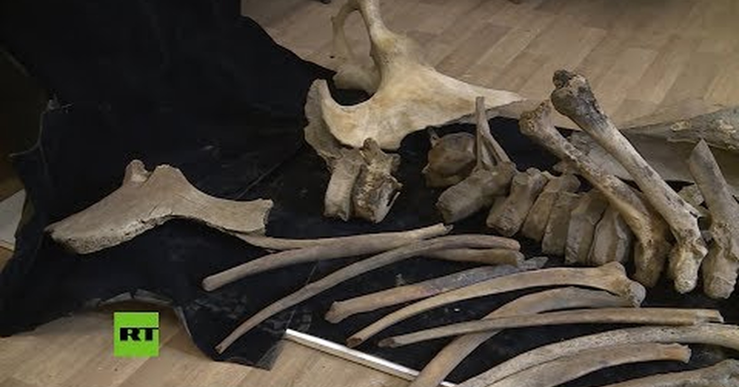 FOSSIL WOOLLY MAMMOTH BONES BONE FOSSILS FOR SALE