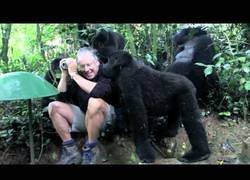 Enlace a Un fotógrafo es tocado por una familia de gorilas salvajes