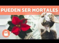 Enlace a Plantas navideñas que pueden ser tóxicas para nuestras mascotas