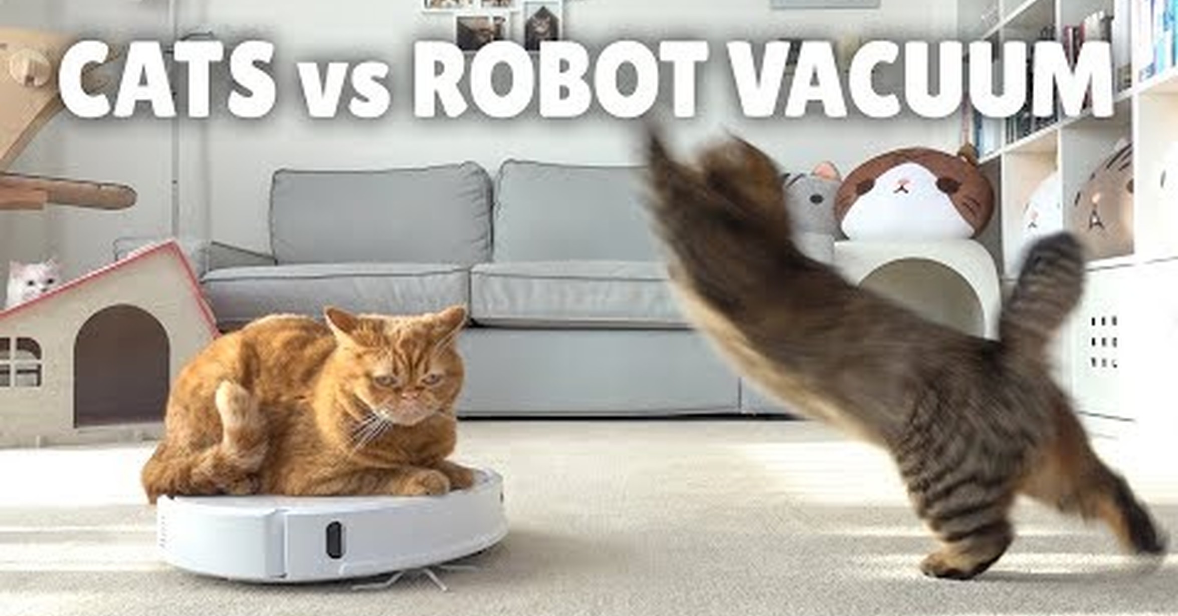 Una aspiradora robótica es el peor enemigo de mi gato