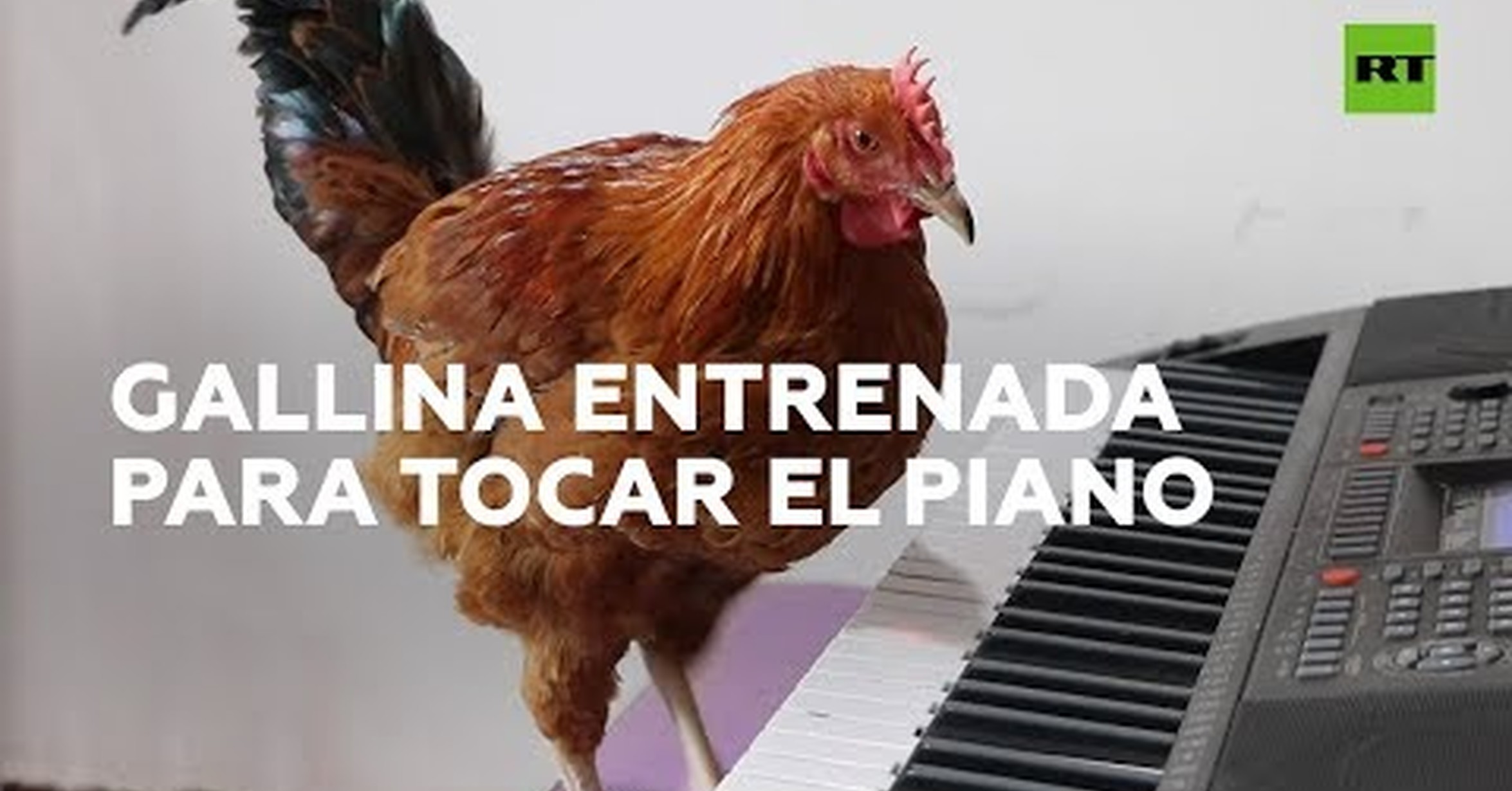 ¡No tengo tele! / Entrena a una gallina para que pueda tocar el piano