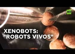 Enlace a Científicos inventan los Xenobots: Robots que son seres vivos