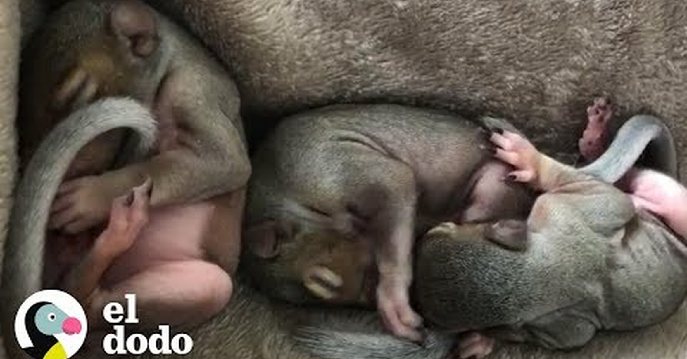 No Tengo Tele Rescatan 5 Ardillas Bebes Que Se Quedaron Sin Hogar Tras El Paso De Un Tornado