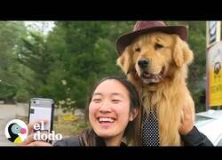 Enlace a Max, el perro alcalde