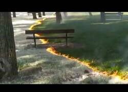 Enlace a Hipnótica quema de pelusas en un parque de Calahorra