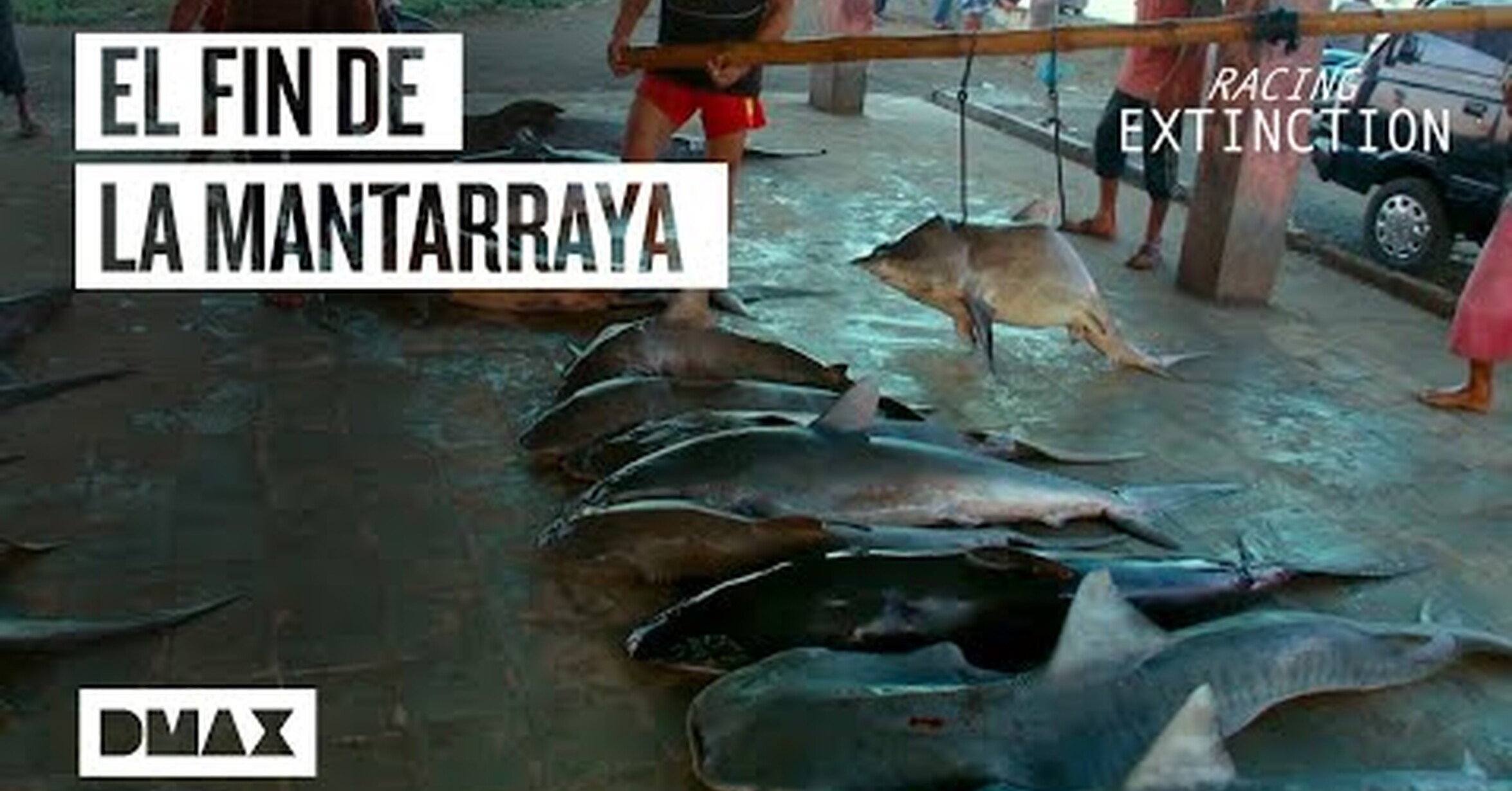 ¡No tengo tele! / Así es la inminente extinción de la mantarraya gigante