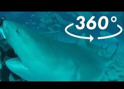 Enlace a Buceando con tiburones en 360º