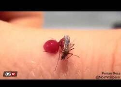 Enlace a Un mosquito revienta de tanta sangre que chupa